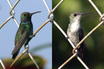Sapphire-throated Hummingbird