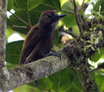 Smoky-brown Woodpecker