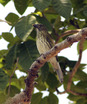 Streaked Saltator