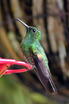 Stripe-tailed Hummingbird