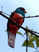 Black-tailed Trogon