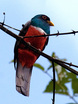 Black-tailed Trogon