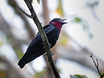 Purple-throated Fruitcrow