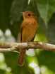Rufous Mourner