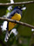 Violaceous Trogon