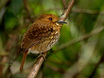 White-whiskered Puffbird