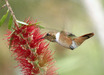 Scintillant Hummingbird