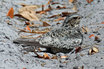 Common Nighthawk