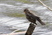 She looks very different from the male. Photo at Quarton Lake, Birmingham, MI on 042809.