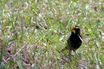 Yellow-faced Grassquit
