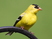 American Goldfinch