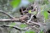 Long-billed Thrasher