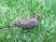 Eared Dove