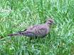 Eared Dove