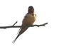 Photo taken at quarton Lk, Birmingham, MI 050209.