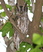 Eastern Screech-Owl