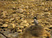 Crested Kingfisher