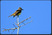 Brown-crested Flycatcher