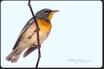 Northern Parula