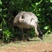 Hawaiian Goose