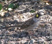 Golden-crowned Sparrow