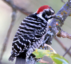 Nuttall's Woodpecker