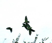 Green Parakeet