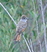 Ash-throated Flycatcher