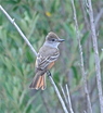 Ash-throated Flycatcher