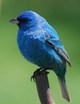 Indigo Bunting