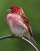 Purple Finch