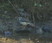 Louisiana Waterthrush