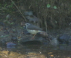 Louisiana Waterthrush