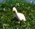 Cattle Egret