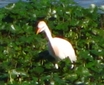 Cattle Egret