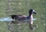 Blue-winged Teal