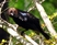 Brown-headed Cowbird