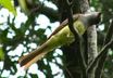 Great Crested Flycatcher