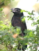 Groove-billed Ani