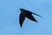 Chimney Swift