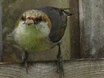 Brown-headed Nuthatch