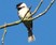 Carolina Chickadee