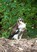 Ferruginous Hawk