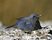 Blue Rock-Thrush
