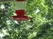 Fiery-throated Hummingbird