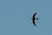 Antillean Palm-Swift