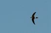 Antillean Palm-Swift