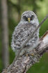 Great Gray Owl