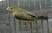 African Silverbill