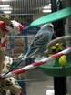 Budgerigar